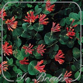 Lonicera brownii 'Dropmore Scarlet'