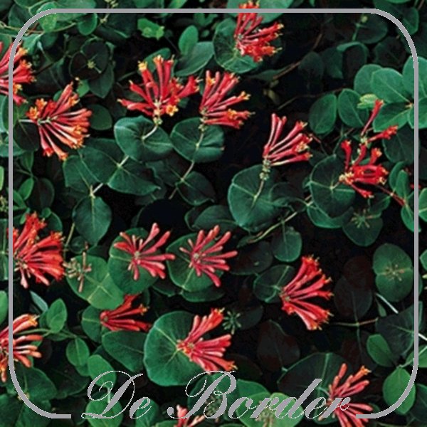 Lonicera brownii 'Dropmore Scarlet'