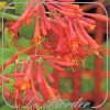 Lonicera brownii 'Dropmore Scarlet'