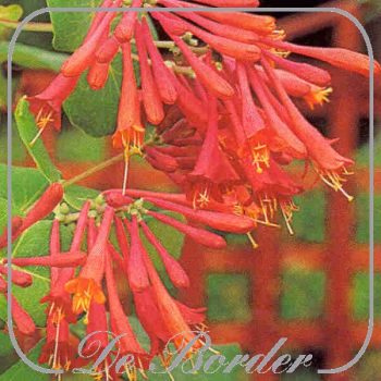 Lonicera brownii 'Dropmore Scarlet'