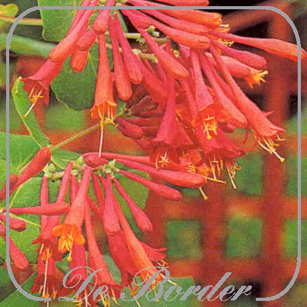 lonicera-brownii-dropmore-scarlet-800 Lonicera brownii 'Dropmore Scarlet'
