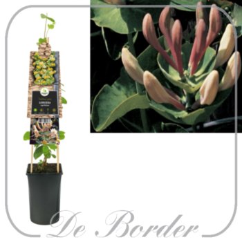 Lonicera caprifolium