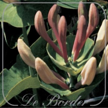 Lonicera caprifolium