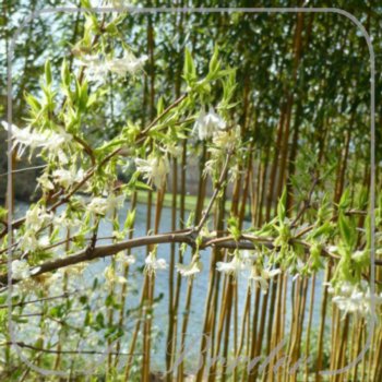 Lonicera fragrantissima