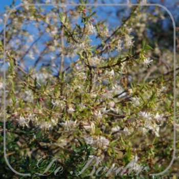Lonicera fragrantissima
