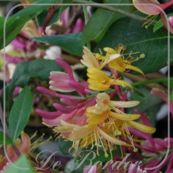 lonicera-heckrottii-american-beauty-376 Lonicera heckrottii 'American Beauty'