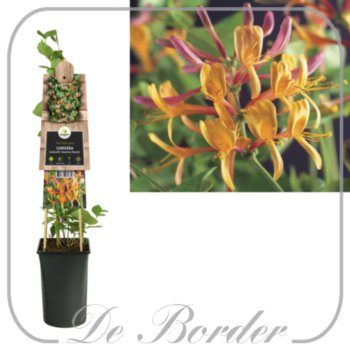 lonicera-heckrottii-american-beauty-707 Lonicera heckrottii 'American Beauty'