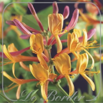 lonicera-heckrottii-american-beauty-709 Lonicera heckrottii 'American Beauty'