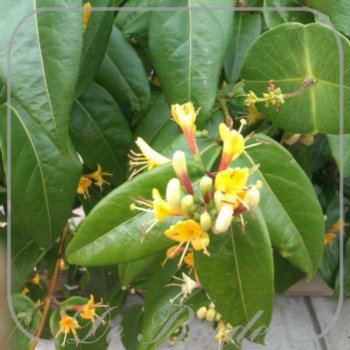 lonicera-henryi-053 Lonicera henryi