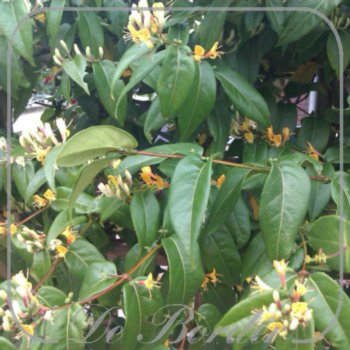 lonicera-henryi-428 Lonicera henryi