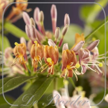 lonicera-henryi-715 Lonicera henryi