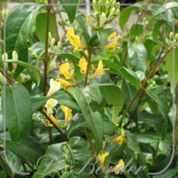 lonicera-henryi-copper-beauty-016 Lonicera henryi 'Copper Beauty'