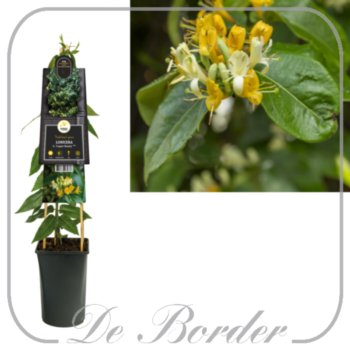 lonicera-henryi-copper-beauty-703 Lonicera henryi 'Copper Beauty'