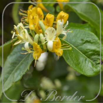 lonicera-henryi-copper-beauty-705 Lonicera henryi 'Copper Beauty'