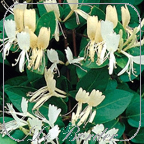 lonicera-japonica-halliana-572 Lonicera japonica 'Halliana'