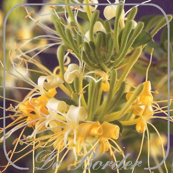 Lonicera japonica 'Halliana'