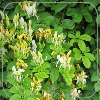 Lonicera japonica 'Hall's Prolific'