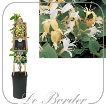 Lonicera japonica 'Hall's Prolific'