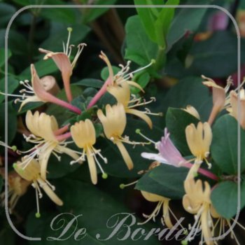 lonicera-japonica-red-world-529 Lonicera japonica 'Red World'