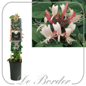 lonicera-japonica-red-world-725 Lonicera japonica 'Red World'