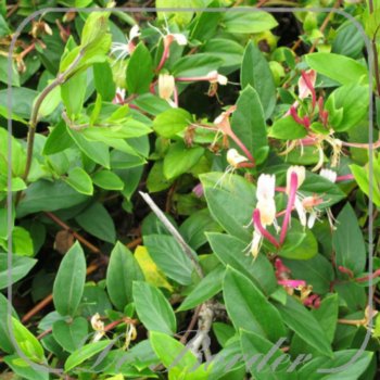 lonicera-japonica-red-world-796 Lonicera japonica 'Red World'