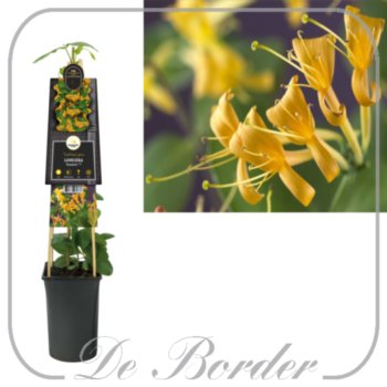 Lonicera 'Mandarin'