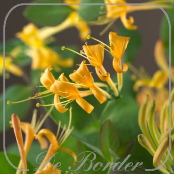 Lonicera 'Mandarin'