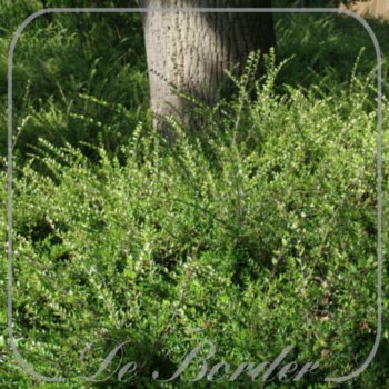 lonicera-nitida-c1-5-533 Lonicera nitida