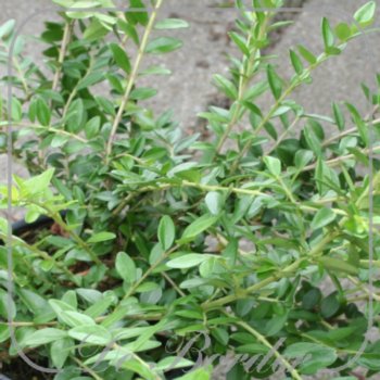 lonicera-nitida-maigrun-309.jpg Lonicera nitida 'Maigrun'