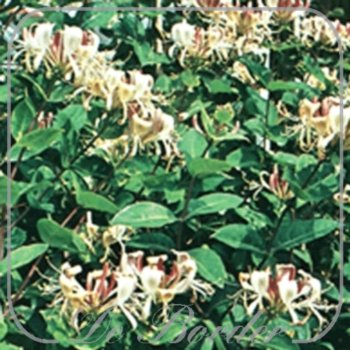 lonicera-periclymenum-belgica-select-227.jpg Lonicera periclymenum 'Belgica Select'