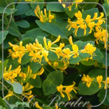 Lonicera tellmanniana
