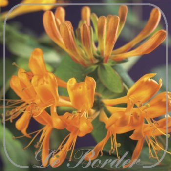 Lonicera tellmanniana