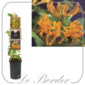 Lonicera tellmanniana