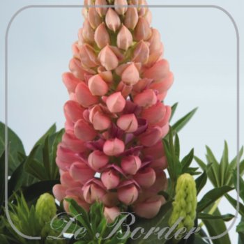 Lupinus 'Legendary Rose Shades'