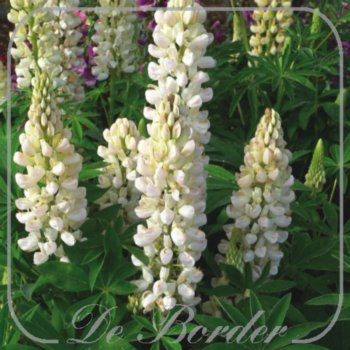 Lupinus 'Legendary White Shades'