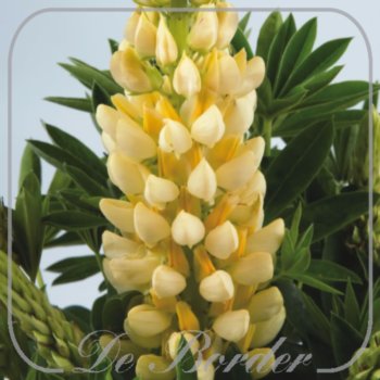 Lupinus 'Legendary Yellow Shades'