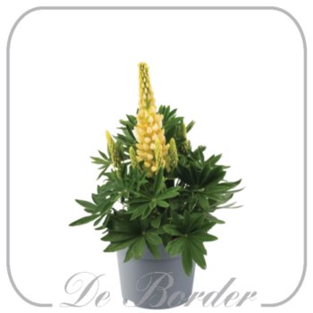 Lupinus 'Legendary Yellow Shades'