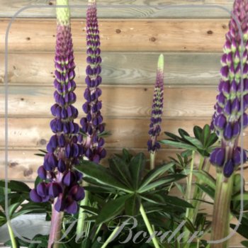lupinus-west-country-masterpiece-629.jpg Lupinus 'West Country Masterpiece'