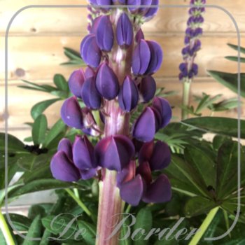 lupinus-west-country-masterpiece-631.jpg Lupinus 'West Country Masterpiece'
