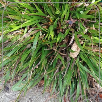 Luzula pilosa 'Igel'