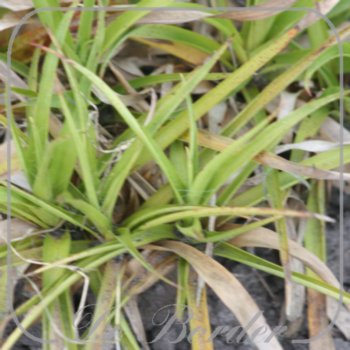 Luzula sylvatica 'Bromel'