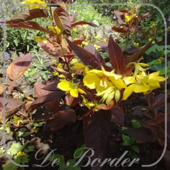 Lysimachia ciliata 'Firecracker'