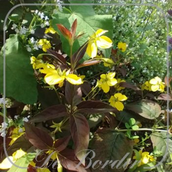 Lysimachia ciliata 'Firecracker'