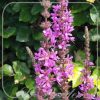 Lythrum salicaria