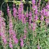 Lythrum salicaria
