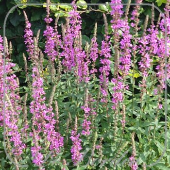 Lythrum salicaria