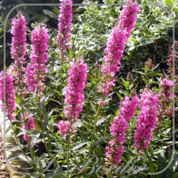 Lythrum salicaria 'Firecandle'