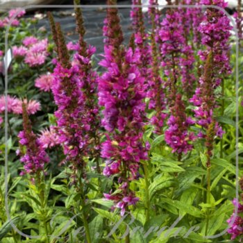 Lythrum salicaria 'Robert'