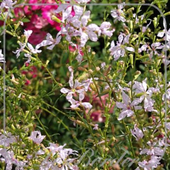 Lythrum virgatum 'White Swirl'