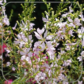 Lythrum virgatum 'White Swirl'